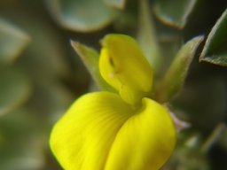 Leobordea divaricata flower